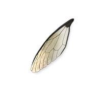 Cicada Wings